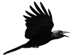 Raven Logo